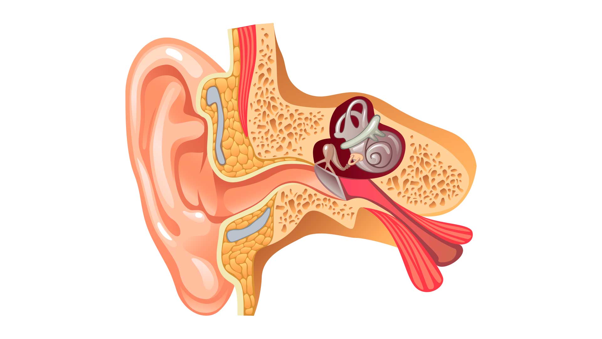 Aparelhos auditivos em Mogi das Cruzes-SP